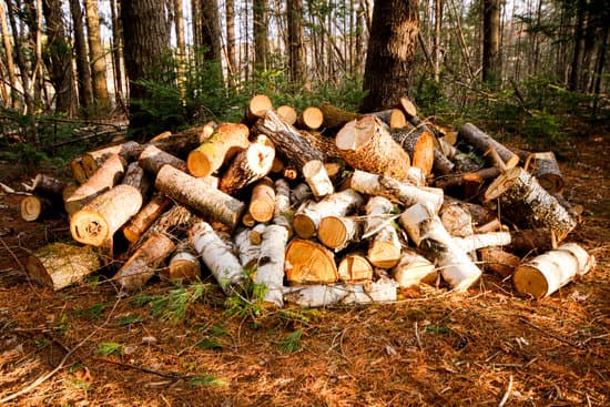 wood pile in the woods