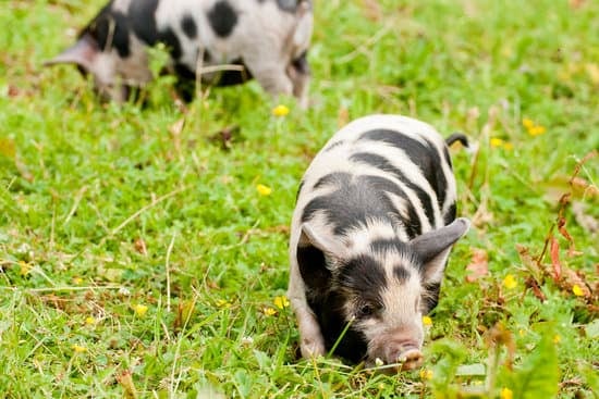 kunekune piglets grazing in the pasture