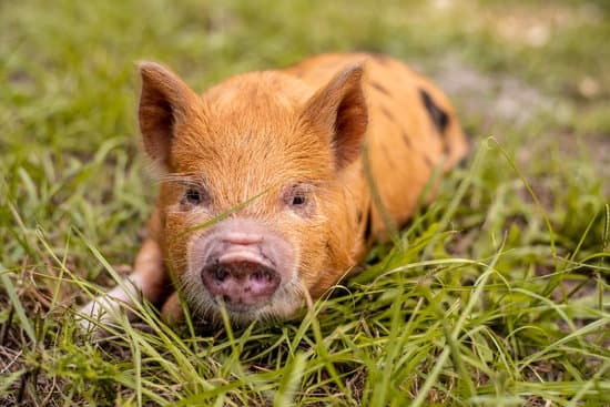 kunekune piglet in the pasture