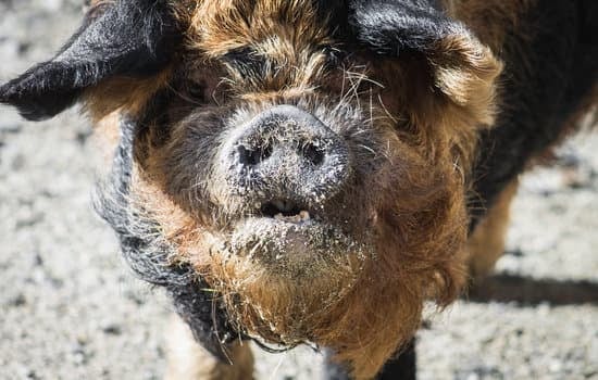 kunekune pig with a dirty snout