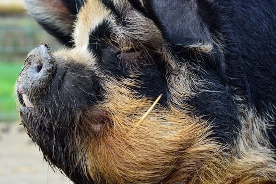short snout of a kunekune pig