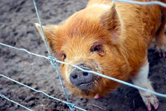 kunekune pig behind a fence