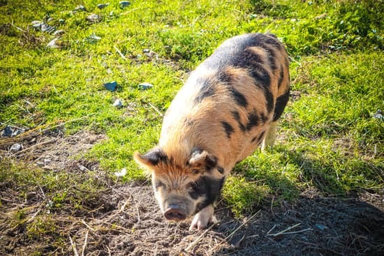 Are kunekune pigs good for meat? pig in the pasture