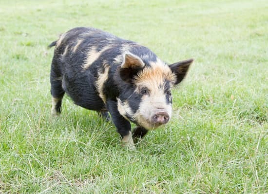 kunekune pig on pasture