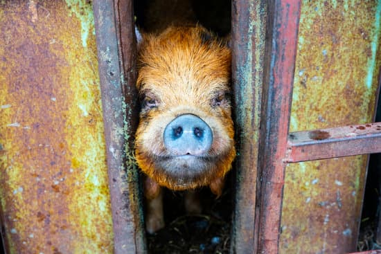 Are kunekune pigs good for meat