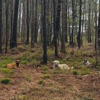 three lgds laying in the woods