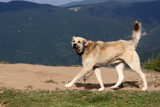 anatolian shepherd
