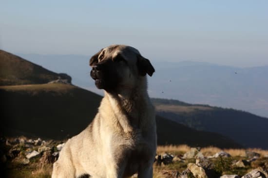 anatolian shepherd