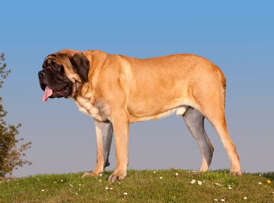 mastiff dog