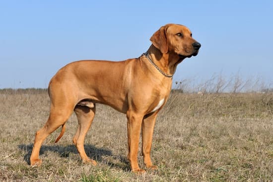 rhodisian ridgeback