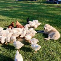 lgd laying with chickens