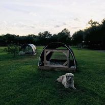 lgd on pasture with meat chicken tractors