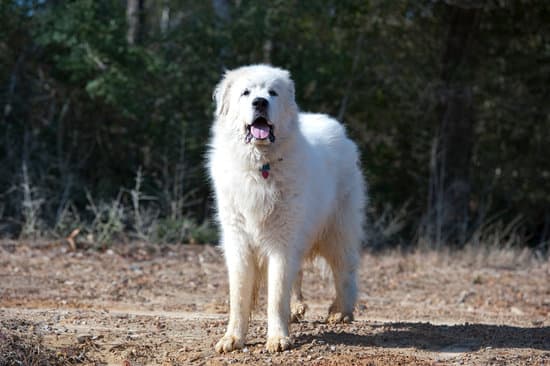Great Pyrenees on Natural Terrain