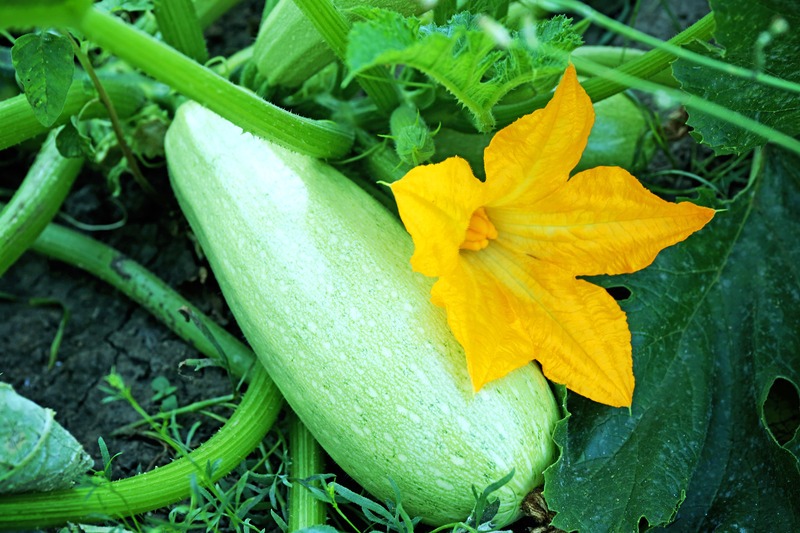 light-green-zucchini-with-flower
