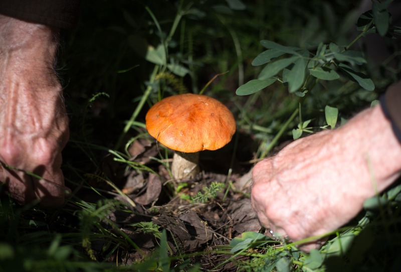 hands digging mushrooms