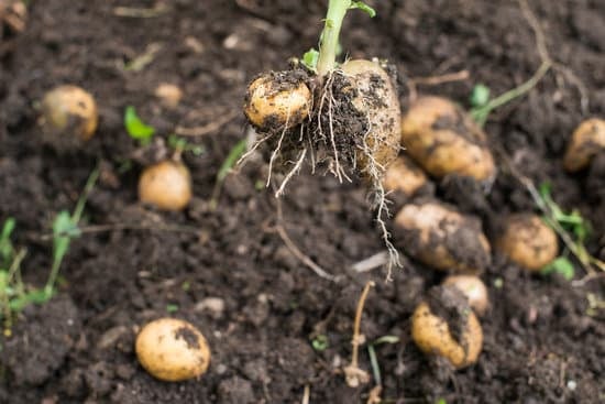 are mushrooms good for plants in soil