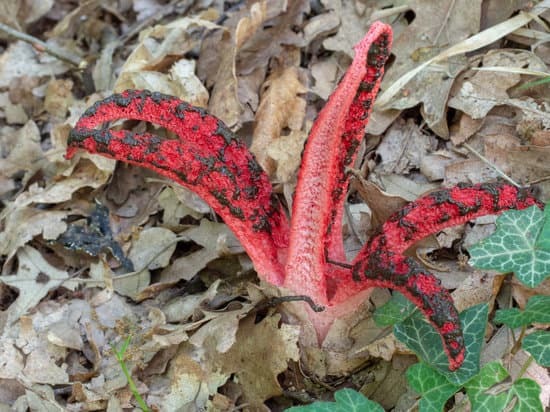 stinkhorn mushroom