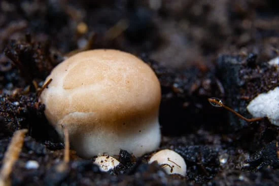 mushrooms-in-soil