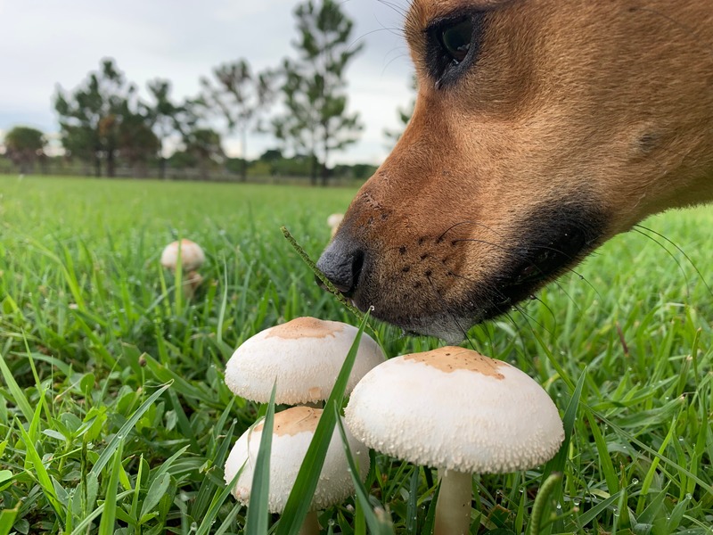 dog-smelling-mushroom