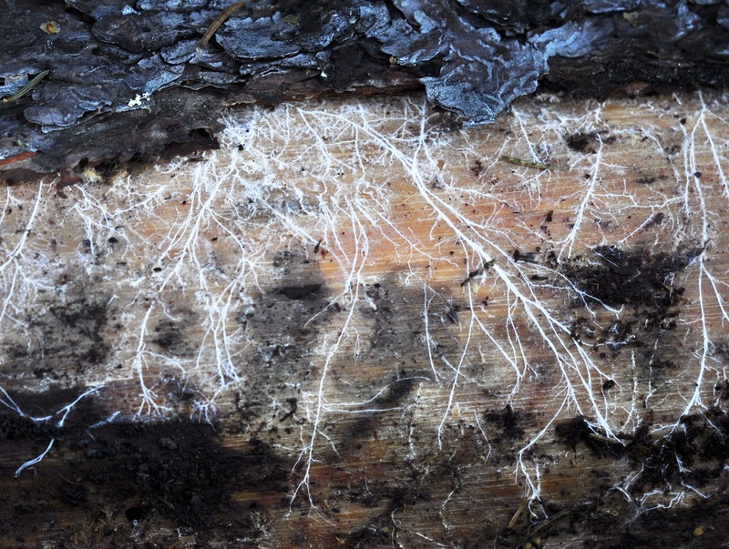 Mycelium