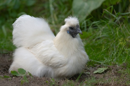 a hen dust bathing