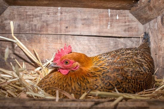 hen in a nest box