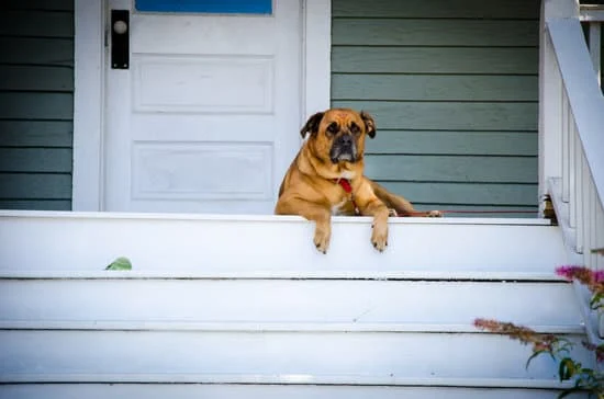 dog on a porch