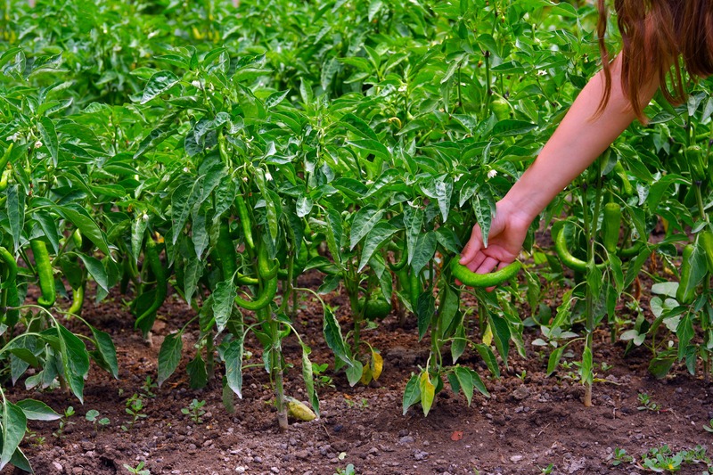 when-to-pick-banana-peppers-by-hand