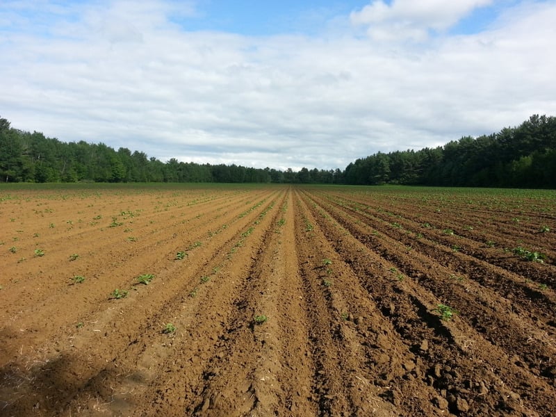 rows-of-soil