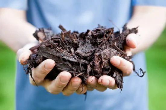 a handful of mulch