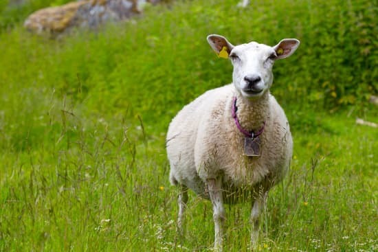 a pregnant ewe