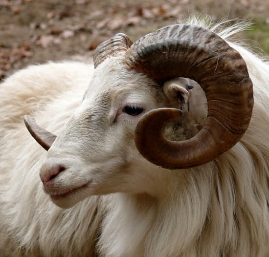 a ram with horns
