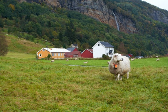 sheep out on pasture at a farm