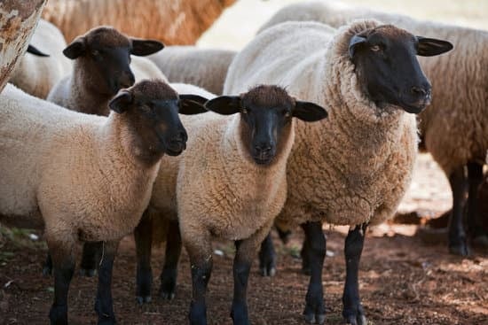 black faced flock of sheep