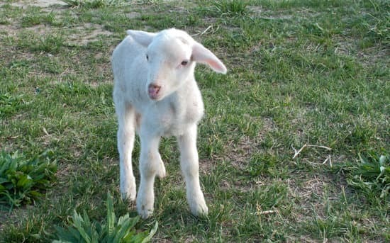 a little lamb