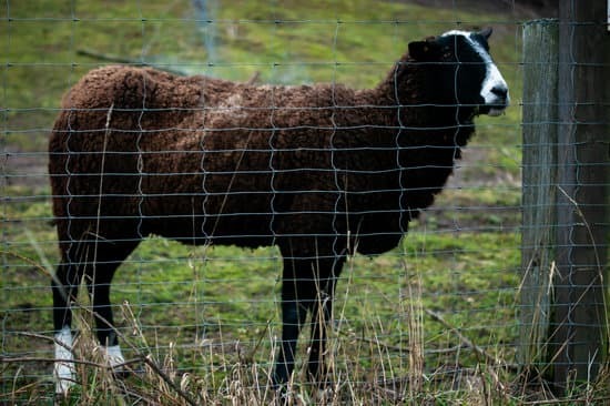 best-fence-for-sheep