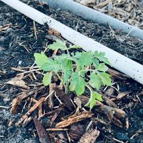 drip irrigation on a tomato