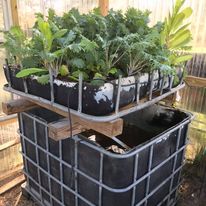 aquaponics set up