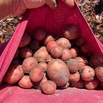 freshly harvested red potatoes