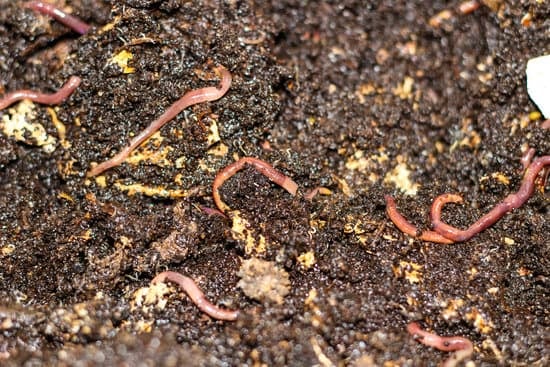 earthworms breaking down organic matter