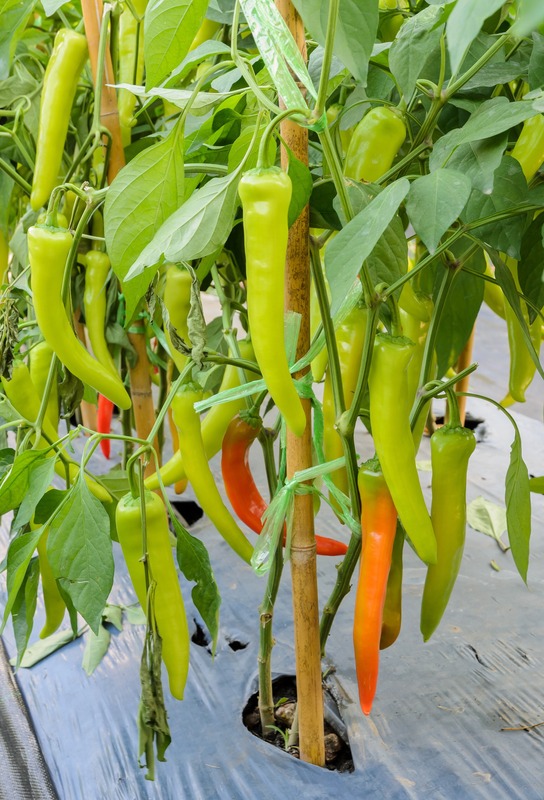 Banana pepper or yellow wax pepper plant in the garden