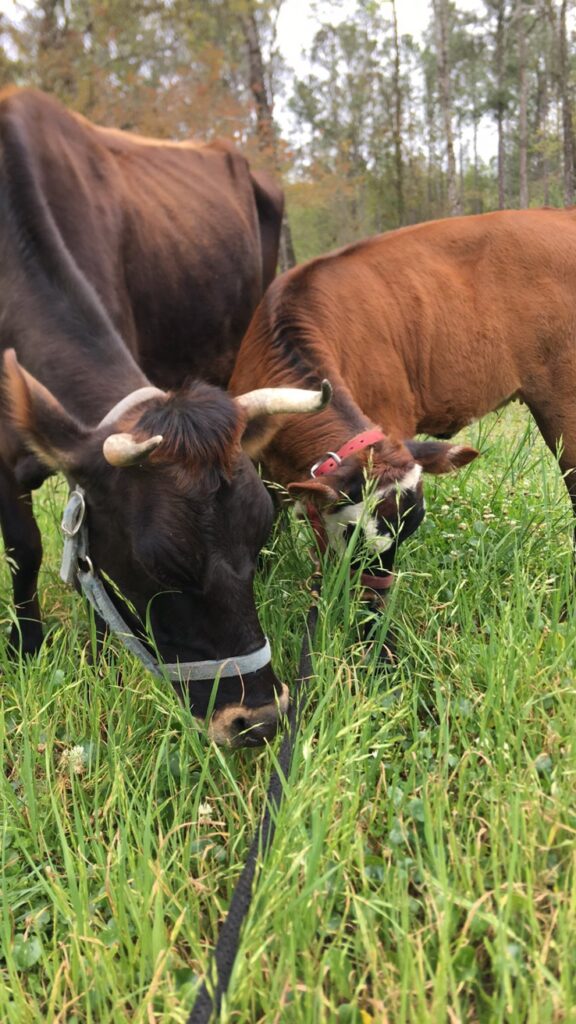 jersey milk cow and heifer