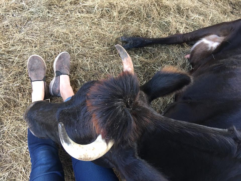 where-can-i-milk-a-cow