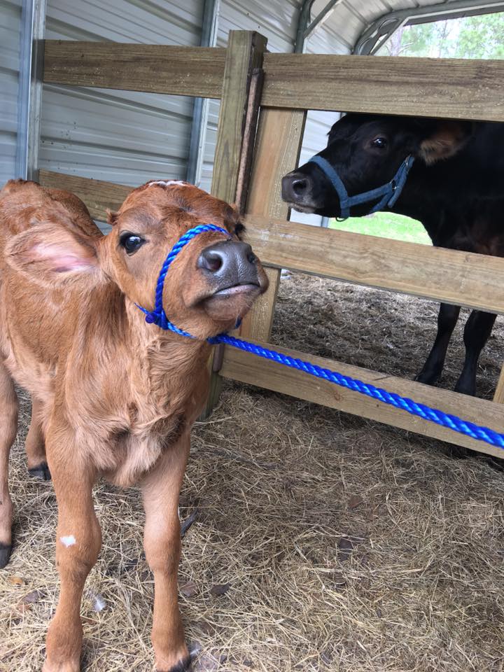 where-can-i-milk-a-cow