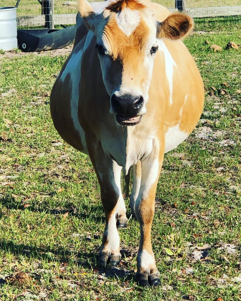 jersey milk cow