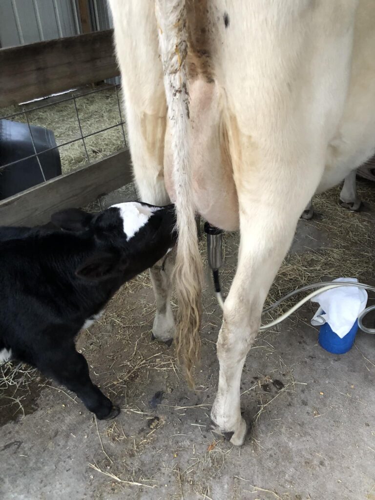 calf sharing