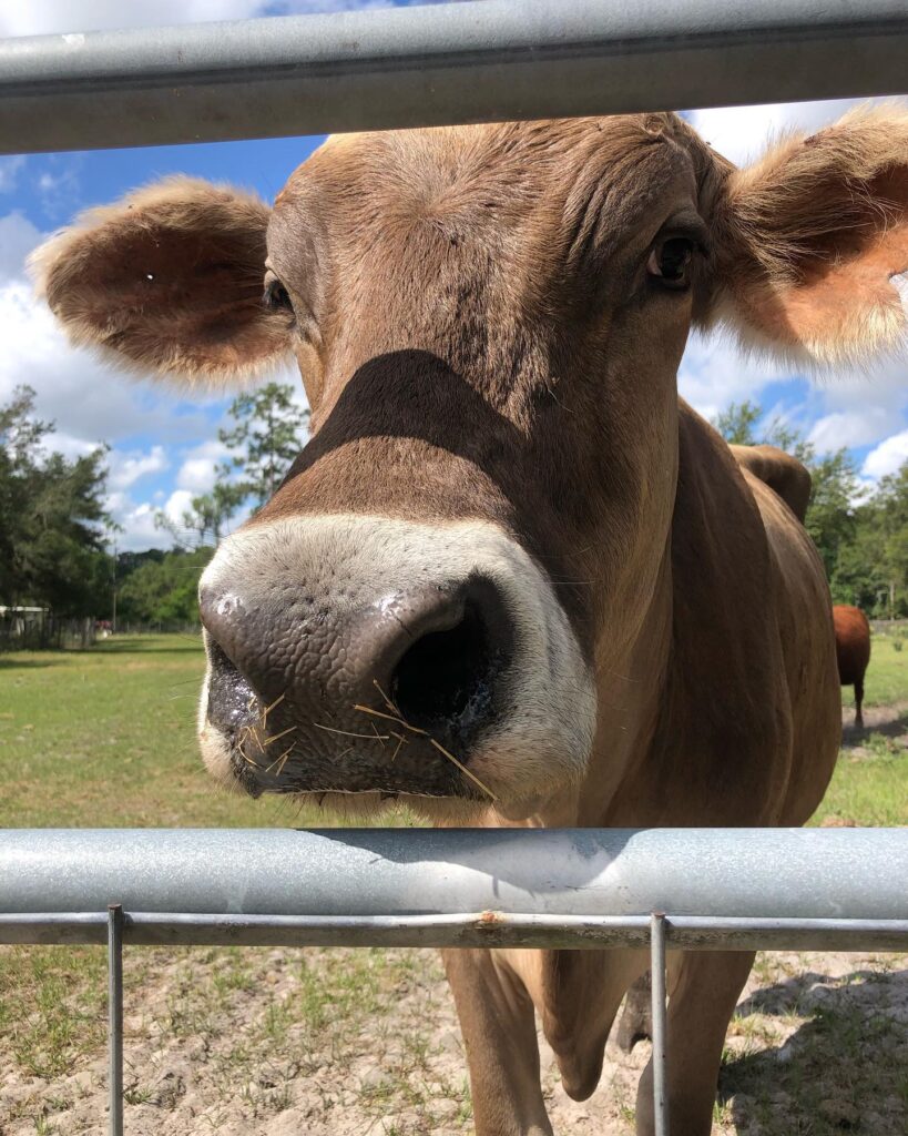 brown swiss milk cow