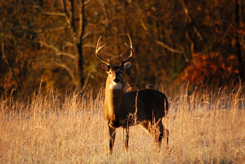 Whitetail-Deer-stands-in-meadow