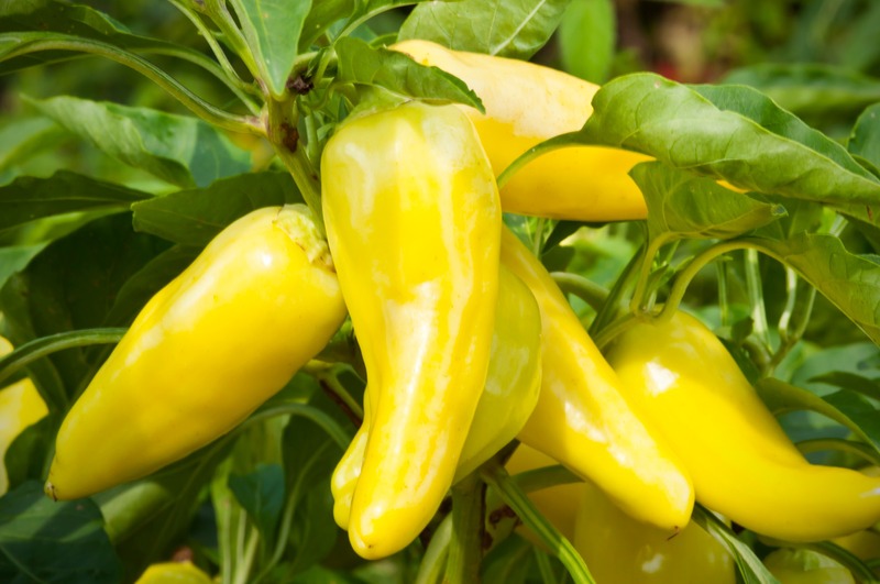 Banana Pepper