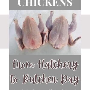 Meat Chickens From Hatchery To Butcher Day